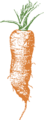 Free Stock Photo: Illustration of an orange carrot