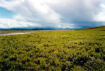 Free Stock Photo: A coastal arctic tundra