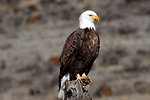 Free Stock Photo: A Banded Adult Bald Eagle