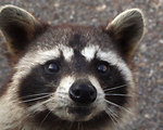 Free Stock Photo: Close-up view of a Raccoon