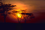 Free Stock Photo: The sun setting behind trees
