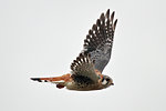 Free Stock Photo: An American Kestrel in flight