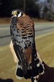 Free Stock Photo: An American Kestrel perched on a gloved hand