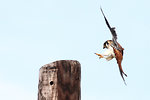 Free Stock Photo: An American Kestrel landing on a post