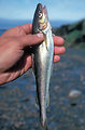Free Stock Photo: An Arctic cod