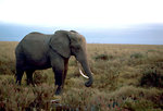 Free Stock Photo: An African elephant