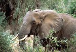 Free Stock Photo: An African elephant