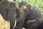 Free Stock Photo: An African elephant