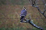 Free Stock Photo: An Aplomado Falcon