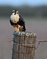Free Stock Photo: An Aplomado Falcon