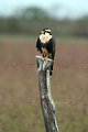 Free Stock Photo: An Aplomado Falcon
