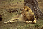 Free Stock Photo: An African lion resting under a tree