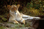 Free Stock Photo: An African lion resting under a tree