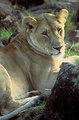 Free Stock Photo: Close-up of an African lion