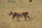 Free Stock Photo: An African lion walking in the grass