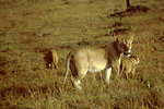 Free Stock Photo: An African lion with cubs walking in the grass