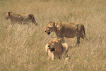 Free Stock Photo: An African lion with cubs walking in the grass