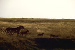 Free Stock Photo: An African lion with cubs walking in the grass