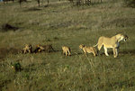 Free Stock Photo: An African lion with cubs walking in the grass