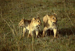 Free Stock Photo: An African lion with cubs walking in the grass