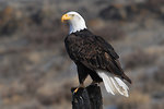 Free Stock Photo: An adult bald eagle