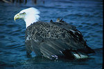 Free Stock Photo: An adult bald eagle over water