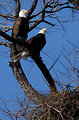 Free Stock Photo: Two bald eagles and their nest