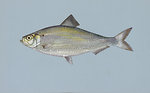 Free Stock Photo: Illustration of an alewife herring fish