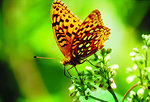 Free Stock Photo: Aphrodite Fritillary butterfly on Milkweed