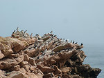 Free Stock Photo: Atlantic Puffins and Razorbills standing on rocks