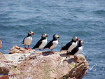 Free Stock Photo: Atlantic Puffins and Razorbills standing on rocks