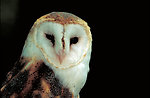 Free Stock Photo: Close-up of a barn owl