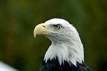 Free Stock Photo: Close-up of a bald eagle
