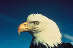 Free Stock Photo: Close-up of a bald eagle