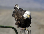 Free Stock Photo: A bald eagle on a fence post