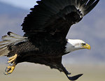 Free Stock Photo: A bald eagle in flight