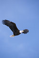 Free Stock Photo: A bald eagle in flight