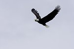 Free Stock Photo: Bald Eagle in Flight