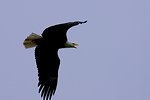 Free Stock Photo: A bald Eagle in Flight Overhead