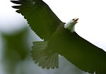 Free Stock Photo: A Bald Eagle in Flight Overhead