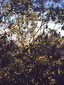 Free Stock Photo: Bats hanging up-side down in a tree