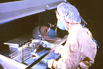Free Stock Photo: A woman working in a laboratory