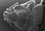 Free Stock Photo: Microscopic bedbug scanning electron micrograph.
