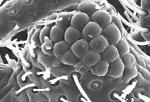 Free Stock Photo: This scanning electron micrograph (SEM) revealed some of the ultrastructural morphology displayed on the head region of a bedbug, Cimex lectularius. Of interest is one of the insect\'s compound eyes.