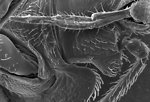 Free Stock Photo: Microscopic bedbug scanning electron micrograph.