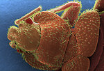 Free Stock Photo: Microscopic bedbug scanning electron micrograph.