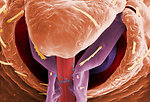 Free Stock Photo: Microscopic bedbug scanning electron micrograph.