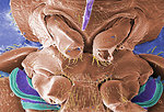 Free Stock Photo: Microscopic bedbug scanning electron micrograph.