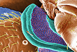 Free Stock Photo: Microscopic bedbug scanning electron micrograph.
