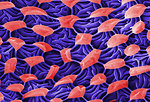 Free Stock Photo: Microscopic bedbug scanning electron micrograph.